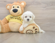6 week old Bichon Frise Puppy For Sale - Puppy Love PR