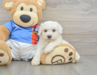 5 week old Bichon Frise Puppy For Sale - Puppy Love PR