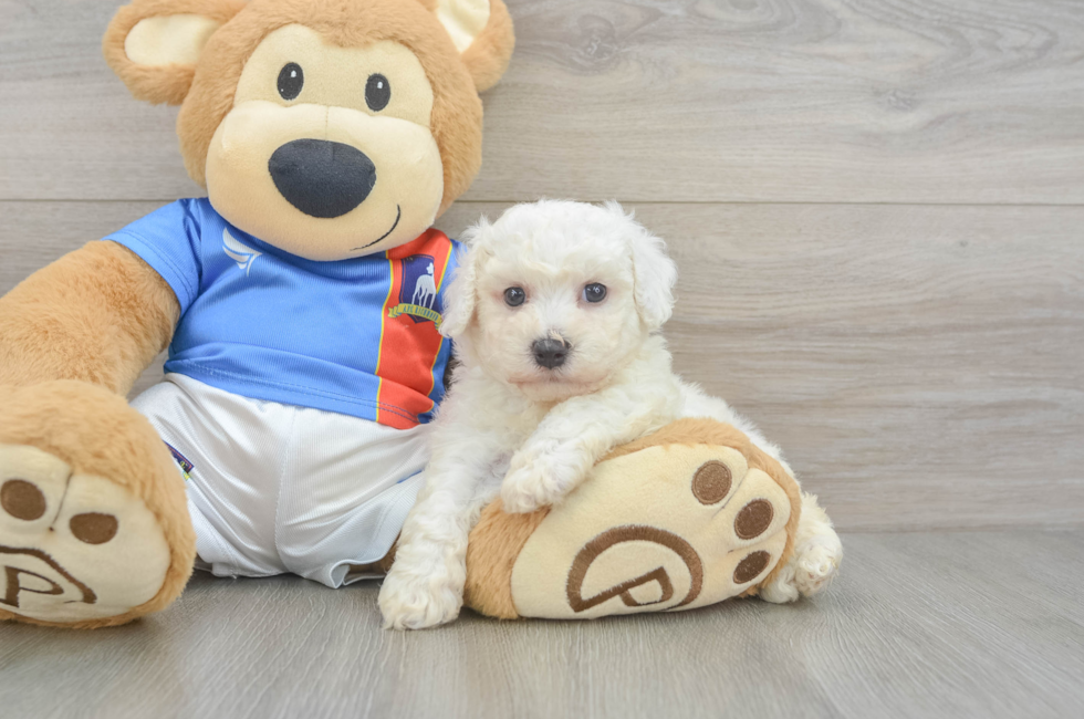 6 week old Bichon Frise Puppy For Sale - Puppy Love PR