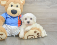 5 week old Bichon Frise Puppy For Sale - Puppy Love PR