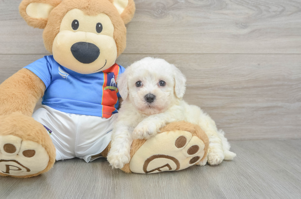 6 week old Bichon Frise Puppy For Sale - Puppy Love PR