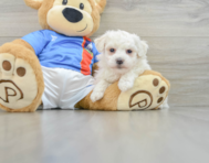 7 week old Bichon Frise Puppy For Sale - Puppy Love PR