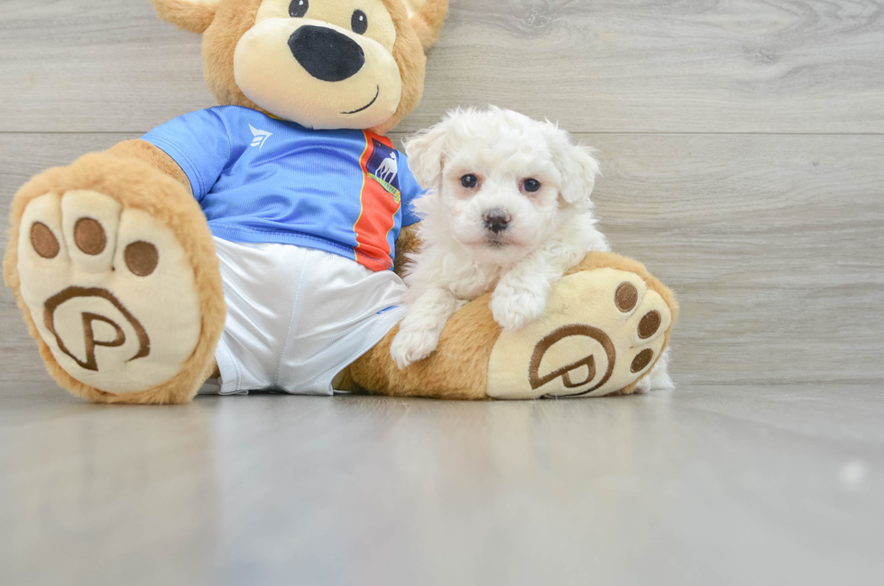 6 week old Bichon Frise Puppy For Sale - Puppy Love PR