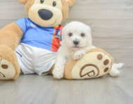 6 week old Bichon Frise Puppy For Sale - Puppy Love PR