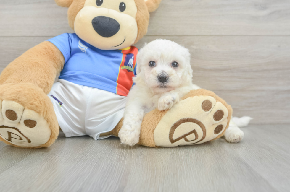 6 week old Bichon Frise Puppy For Sale - Puppy Love PR