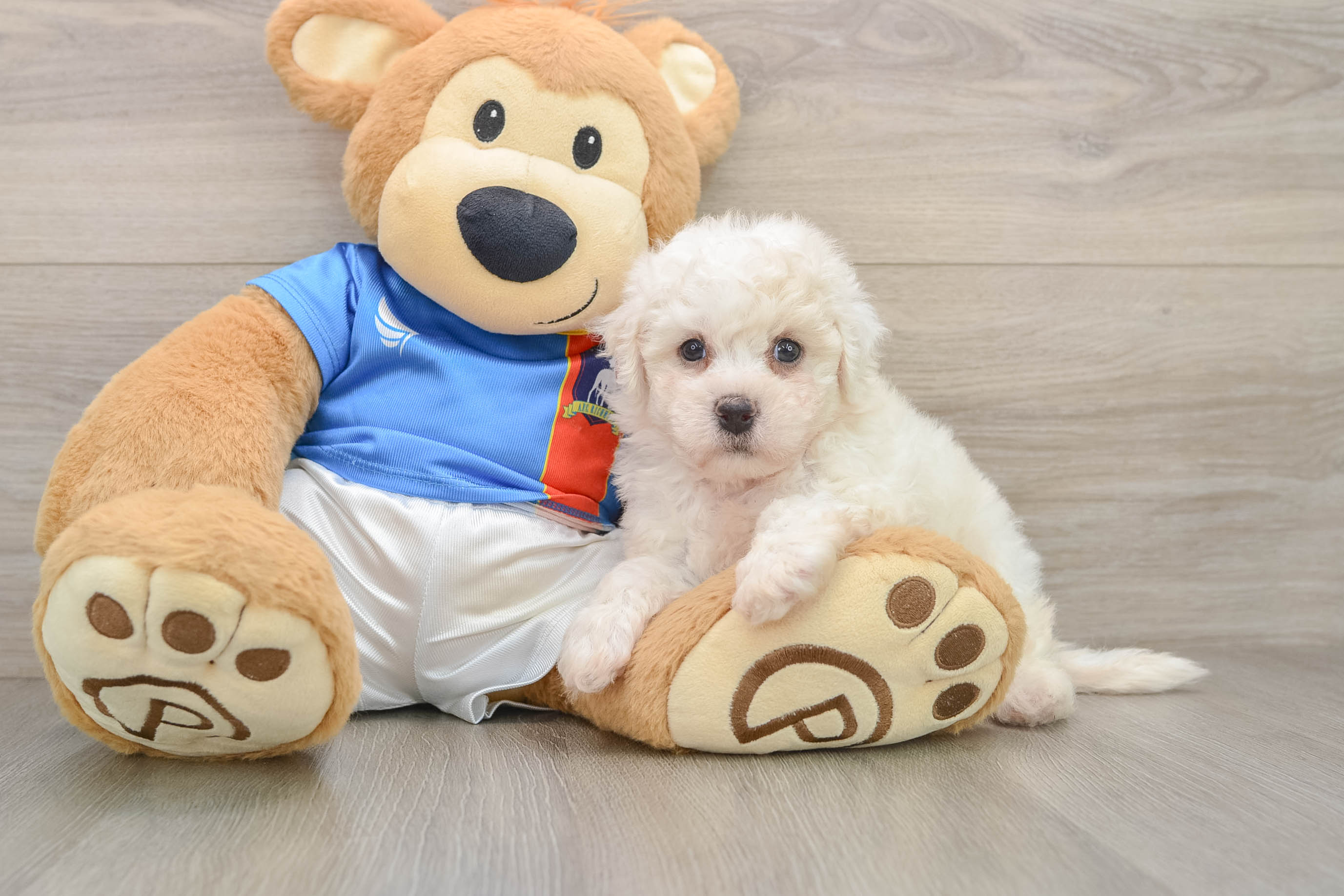 Bichon Frise Pup Being Cute