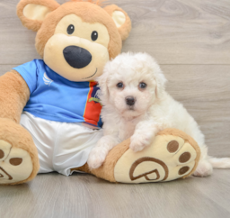 5 week old Bichon Frise Puppy For Sale - Puppy Love PR