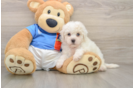 Bichon Frise Pup Being Cute