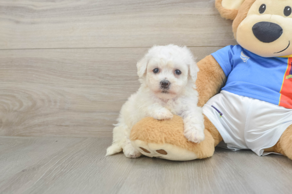 6 week old Bichon Frise Puppy For Sale - Puppy Love PR