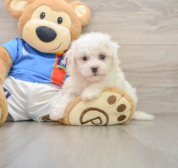 5 week old Bichon Frise Puppy For Sale - Puppy Love PR