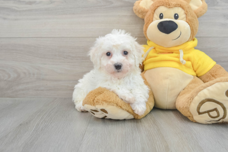Meet Moxie - our Bichon Frise Puppy Photo 1/3 - Puppy Love PR Friendly Bichon Frise Baby