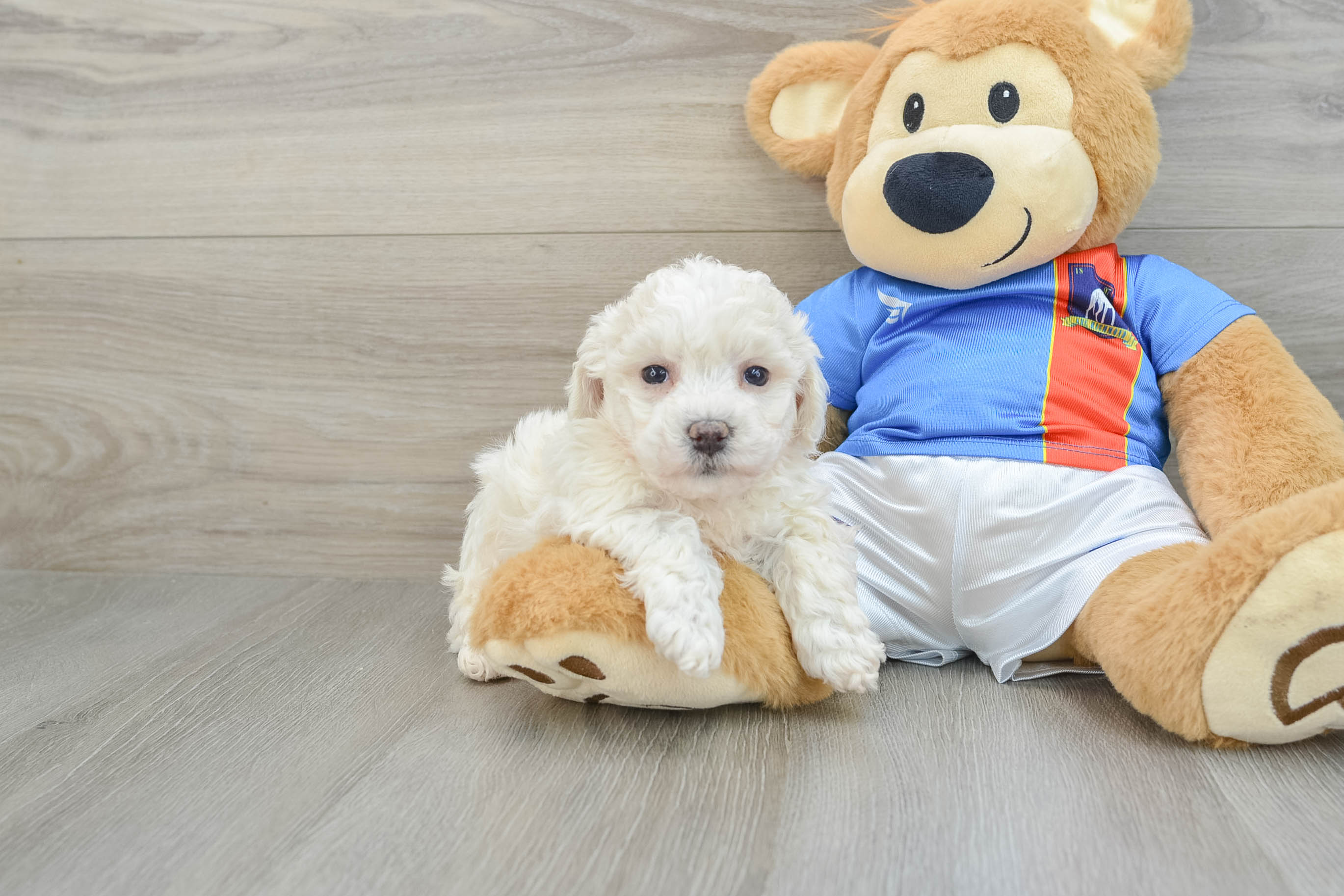 Bichon Frise Pup Being Cute