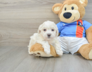 7 week old Bichon Frise Puppy For Sale - Puppy Love PR