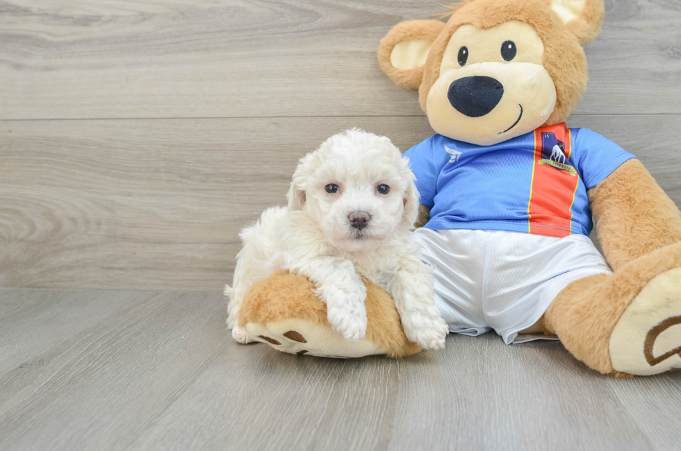 6 week old Bichon Frise Puppy For Sale - Puppy Love PR