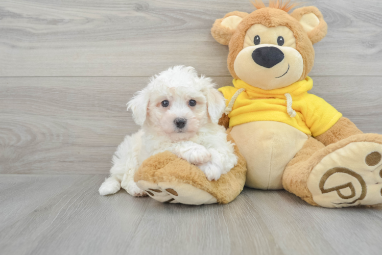 Meet Myra - our Bichon Frise Puppy Photo 1/3 - Puppy Love PR Bichon Frise Puppy for Adoption