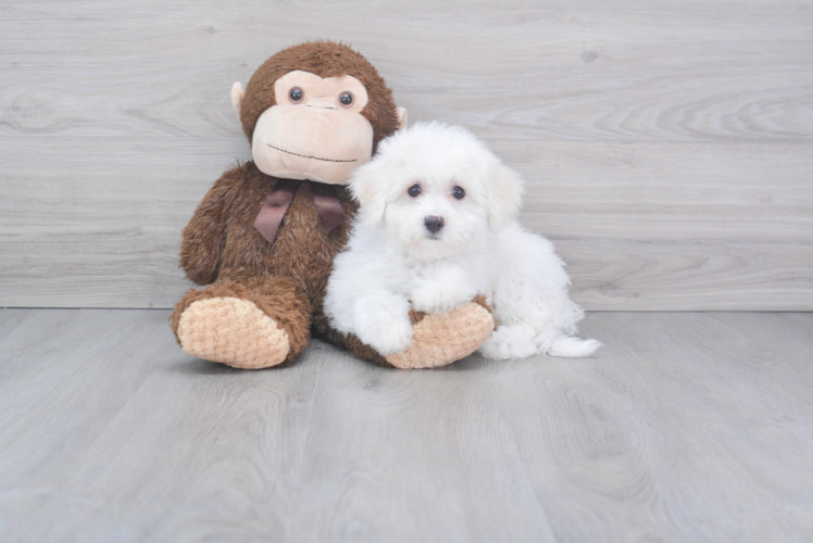Meet Nisha - our Bichon Frise Puppy Photo 1/2 - Puppy Love PR Bichon Frise Puppy for Adoption