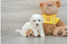 Bichon Frise Puppy for Adoption