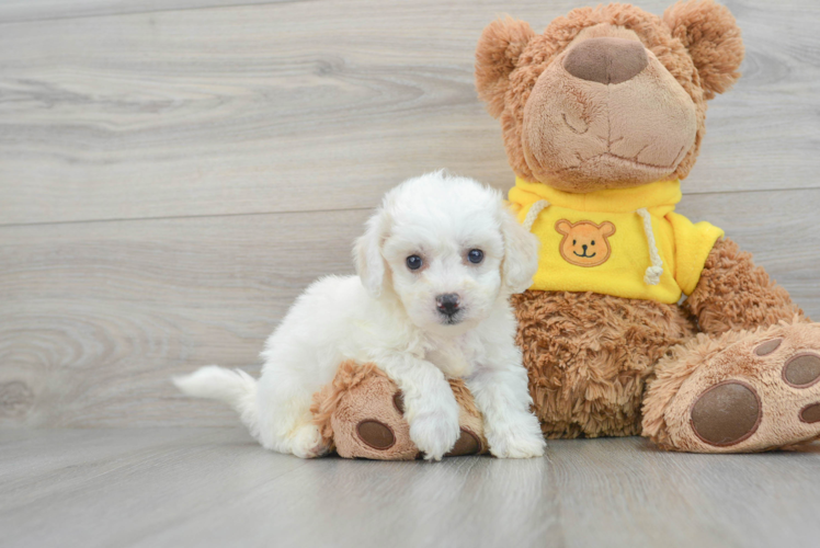 Meet Oshea - our Bichon Frise Puppy Photo 1/3 - Puppy Love PR Bichon Frise Puppy for Adoption