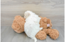 Best Bichon Frise Baby