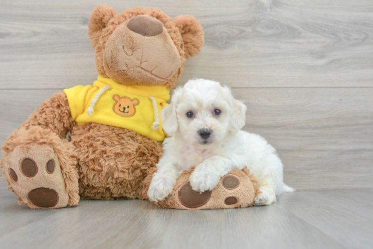 Meet Oslo - our Bichon Frise Puppy Photo 1/3 - Puppy Love PR Little Bichon Frise Purebred Pup