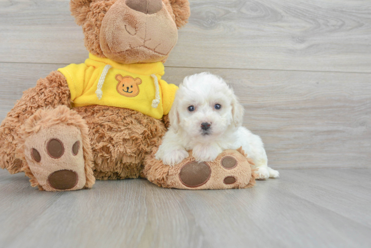 Meet Oswald - our Bichon Frise Puppy Photo 1/3 - Puppy Love PR Energetic Bichon Frise Purebred Puppy
