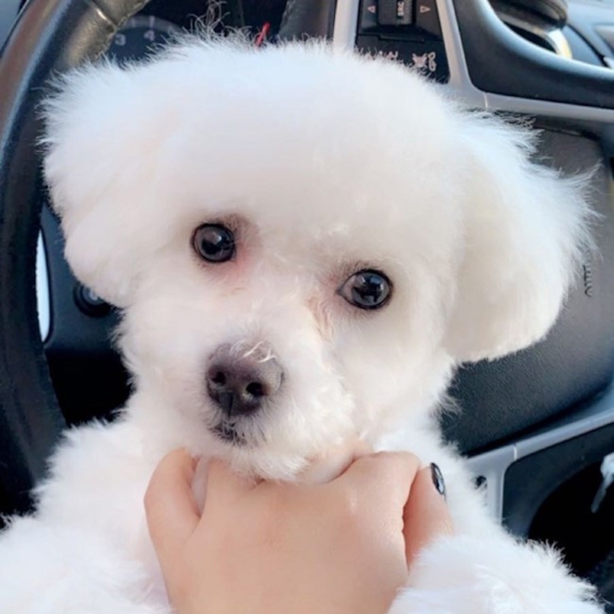 Bichon Frise Puppy For Sale - Puppy Love PR