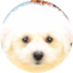 Bichon Frise Puppy For Sale - Puppy Love PR