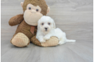 Bichon Frise Puppy for Adoption