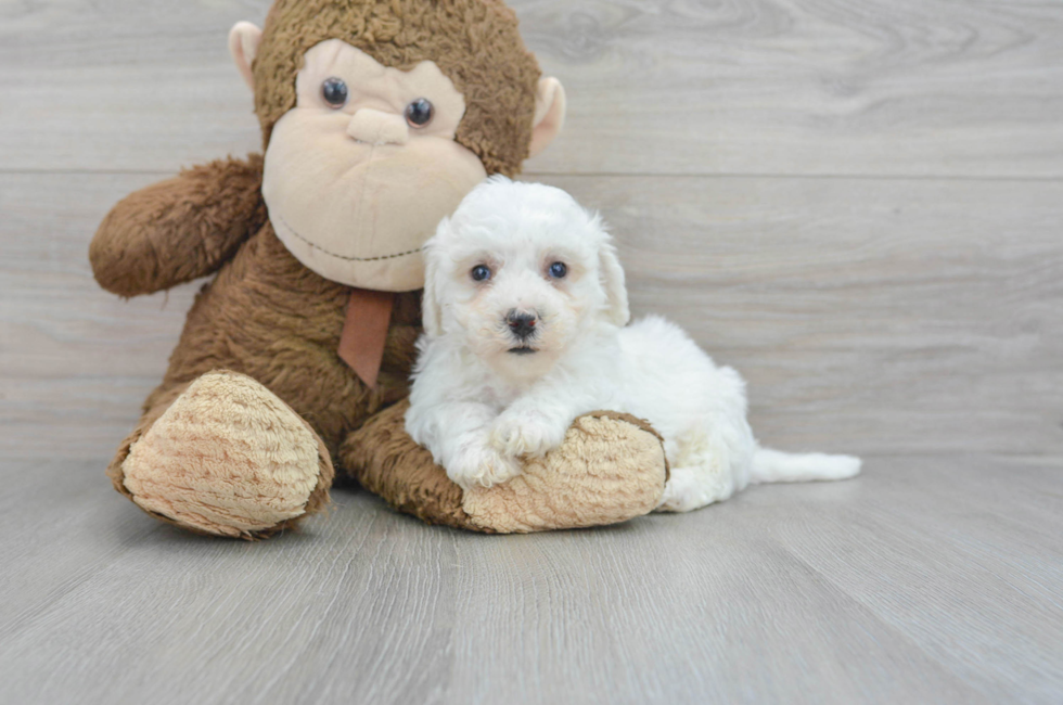 6 week old Bichon Frise Puppy For Sale - Puppy Love PR