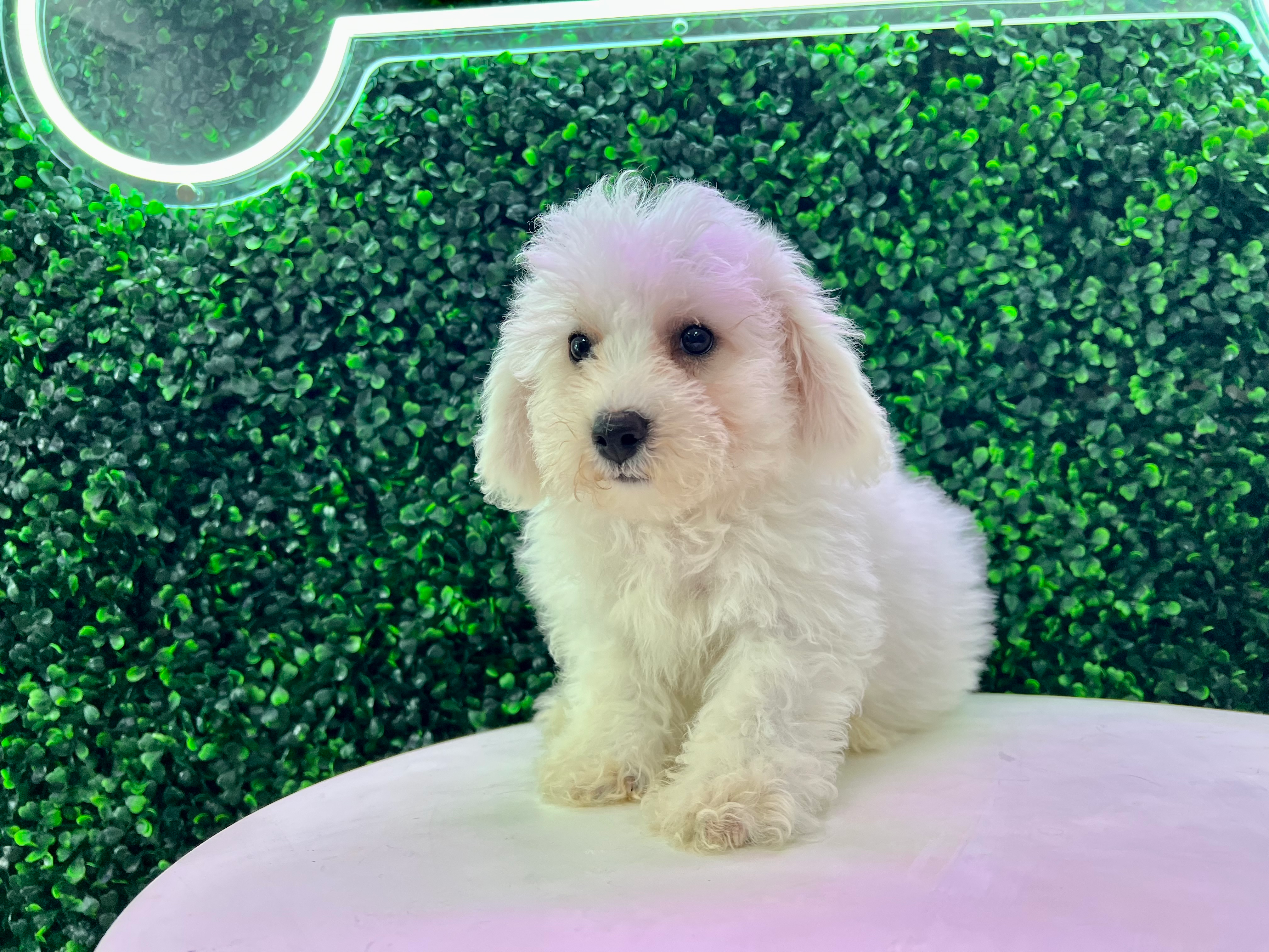 Bichon Frise Pup Being Cute