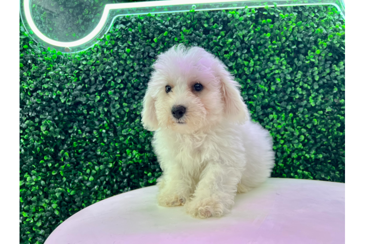 Meet Valentino - our Bichon Frise Puppy Photo 1/4 - Puppy Love PR Bichon Frise Pup Being Cute
