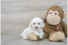 Playful Bichon Frise Baby