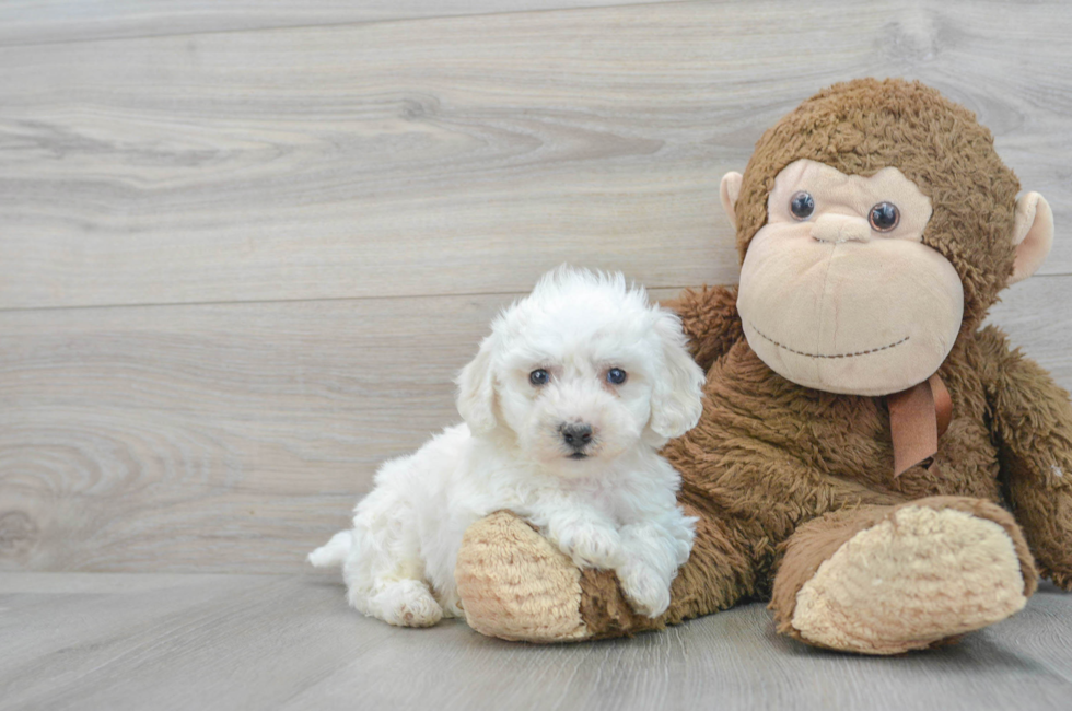 6 week old Bichon Frise Puppy For Sale - Puppy Love PR