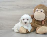 8 week old Bichon Frise Puppy For Sale - Puppy Love PR