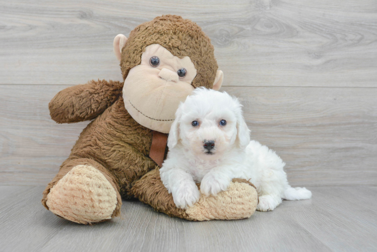 Meet Viktor - our Bichon Frise Puppy Photo 1/3 - Puppy Love PR Akc Registered Bichon Frise Purebred Pup