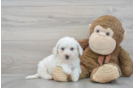 Akc Registered Bichon Frise Purebred Pup