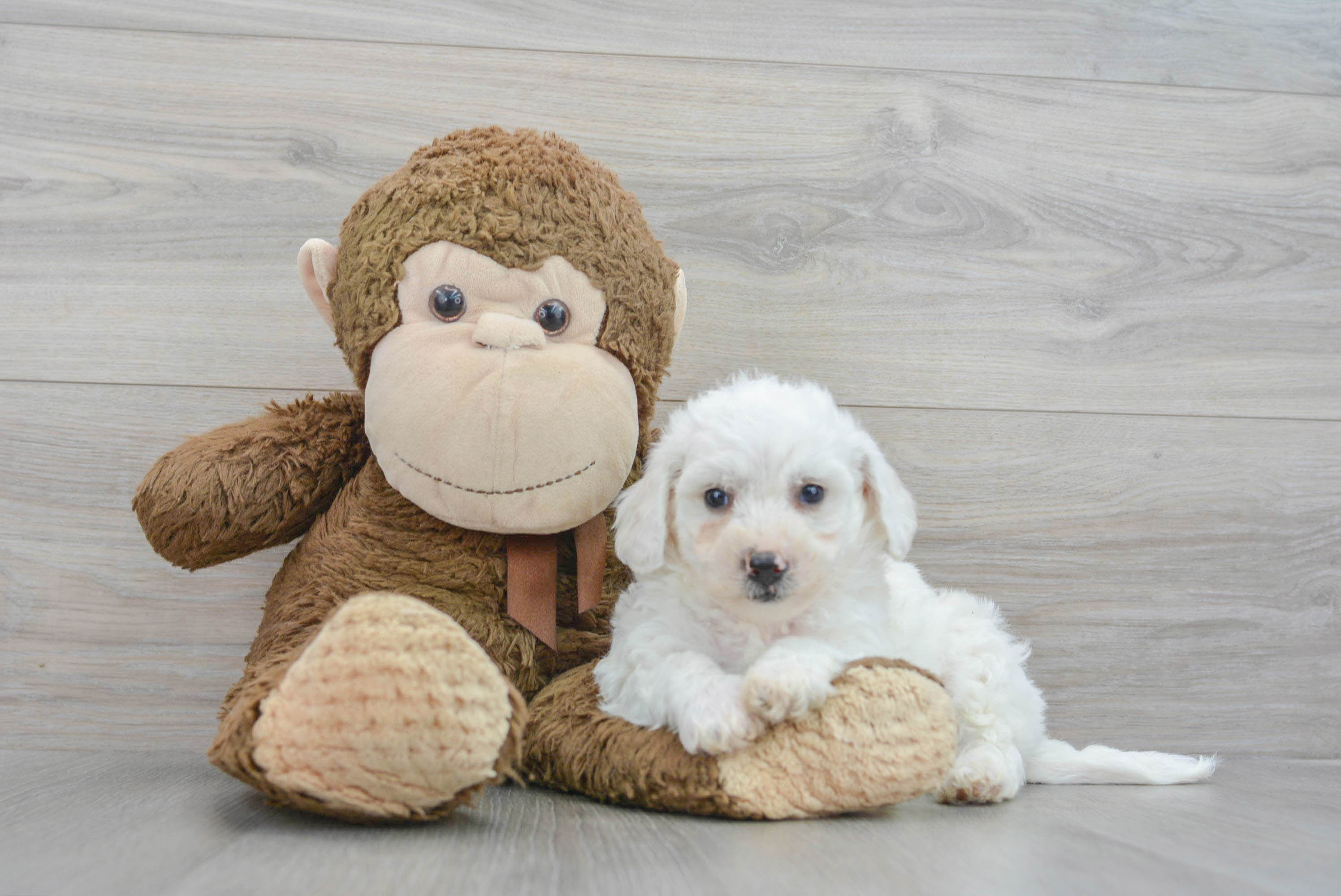 Best Bichon Frise Baby