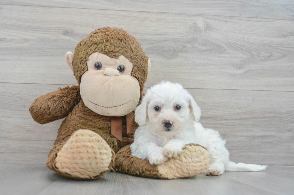 6 week old Bichon Frise Puppy For Sale - Puppy Love PR