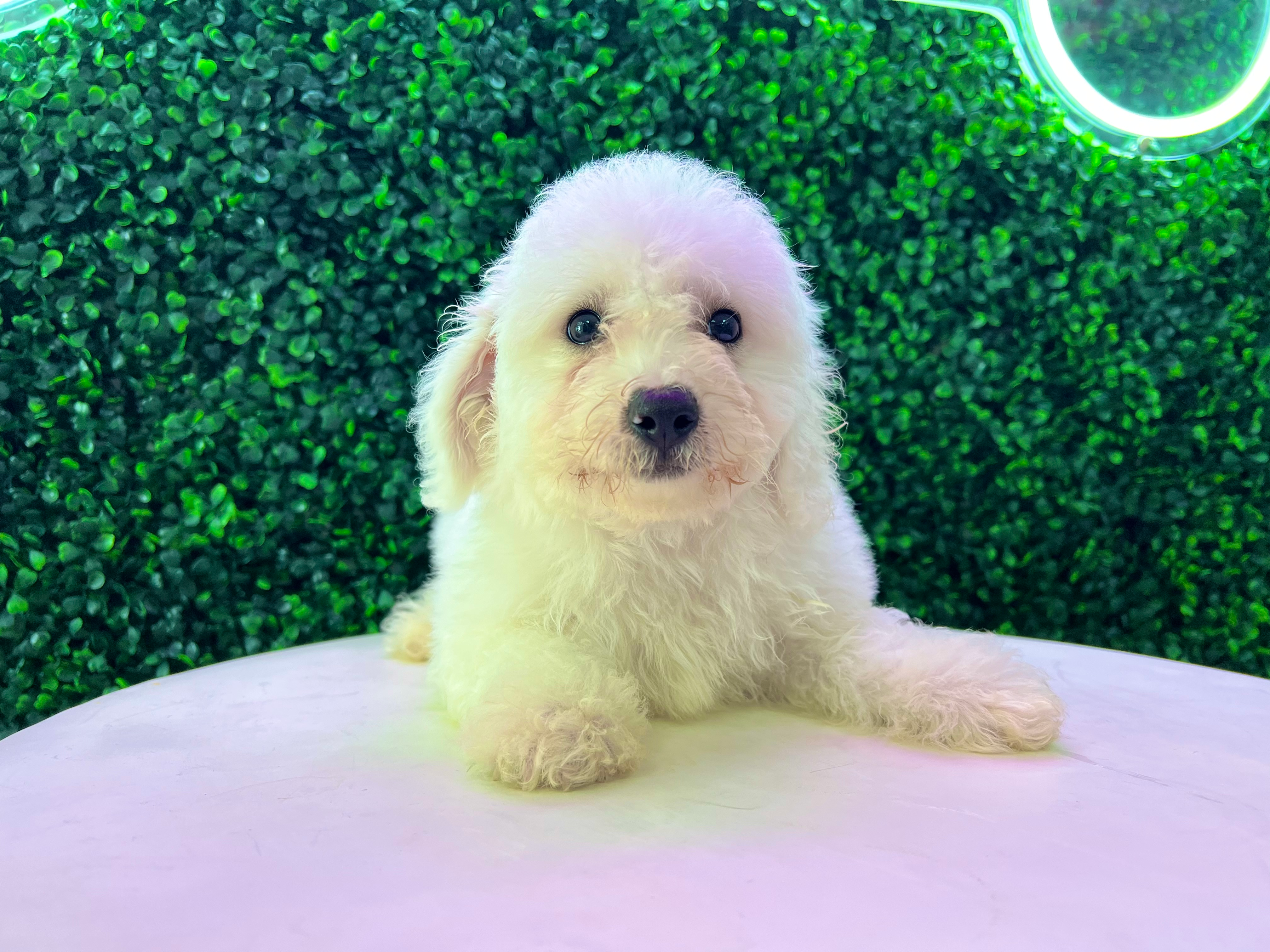 Bichon Frise Puppy for Adoption