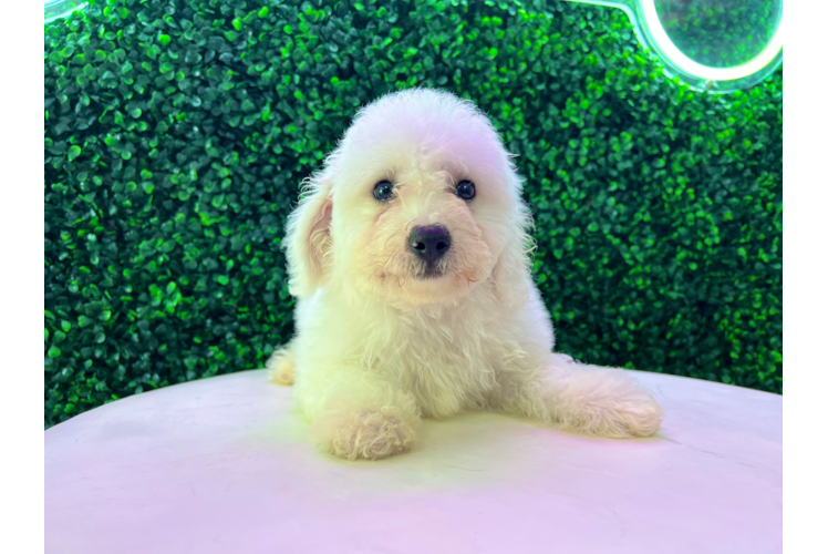 Meet Vito - our Bichon Frise Puppy Photo 1/4 - Puppy Love PR Bichon Frise Puppy for Adoption