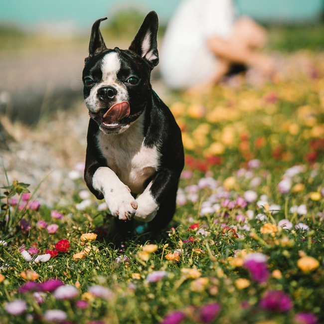 can boston terriers handle cold weather