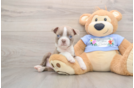 Boston Terrier Puppy for Adoption