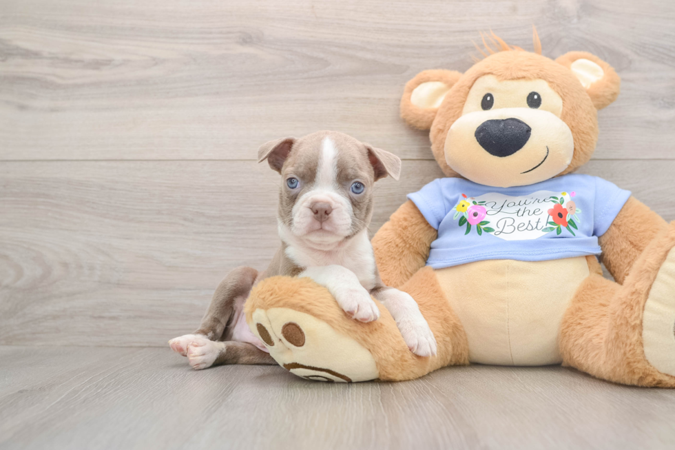 Boston Terrier Puppy for Adoption