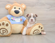 6 week old Boston Terrier Puppy For Sale - Puppy Love PR