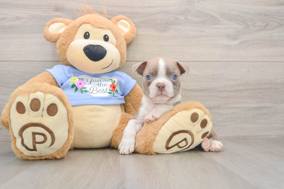 Hypoallergenic Boston Terrier Baby