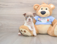 6 week old Boston Terrier Puppy For Sale - Puppy Love PR