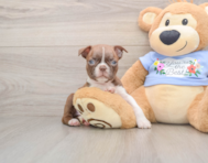 6 week old Boston Terrier Puppy For Sale - Puppy Love PR