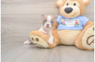 Best Boston Terrier Baby
