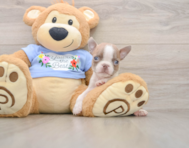 6 week old Boston Terrier Puppy For Sale - Puppy Love PR