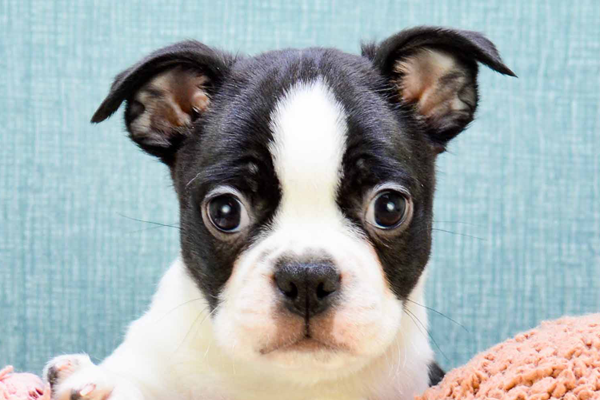 Boston Terrier Puppy For Sale - Puppy Love PR